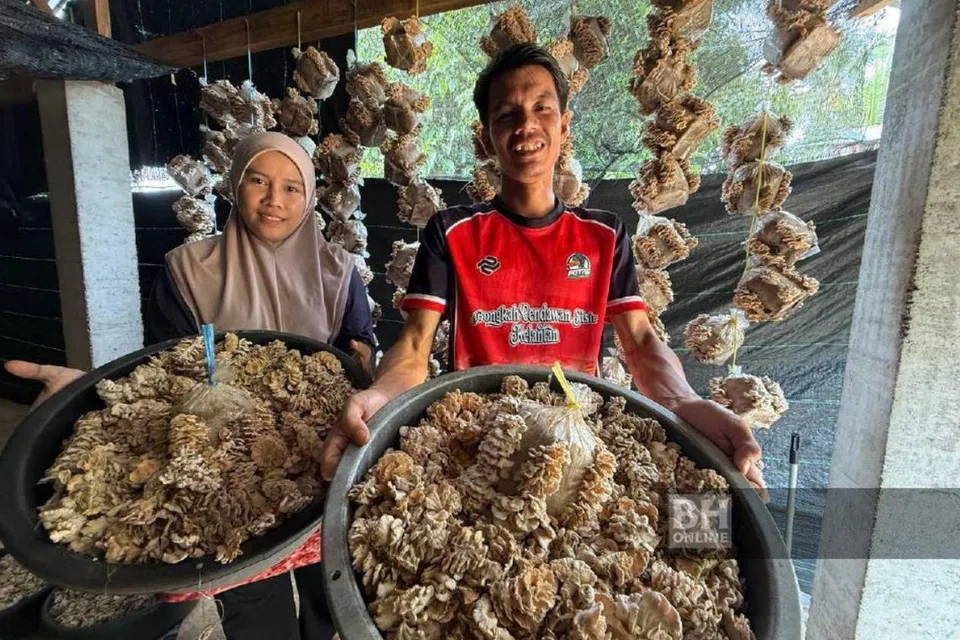 Cik Nur Atirah Atika Alias dan suaminya, Encik Mohamad Khairul Ridzuan Mayeeding kini mampu menjual sehingga 320 kilogram cendawan kukur sebulan.