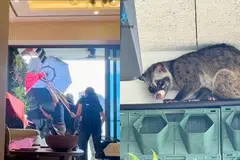 Dalam satu video disiarkan Persatuan Berkaitan Penyelidikan dan Pendidikan Haiwan (Acres) di Instagram pada 5 Januari, beberapa pegawai kelihatan menyelamatkan seekor musang dari balkoni sebuah rumah di tingkat 14.