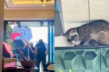 Dalam satu video disiarkan Persatuan Berkaitan Penyelidikan dan Pendidikan Haiwan (Acres) di Instagram pada 5 Januari, beberapa pegawai kelihatan menyelamatkan seekor musang dari balkoni sebuah rumah di tingkat 14.