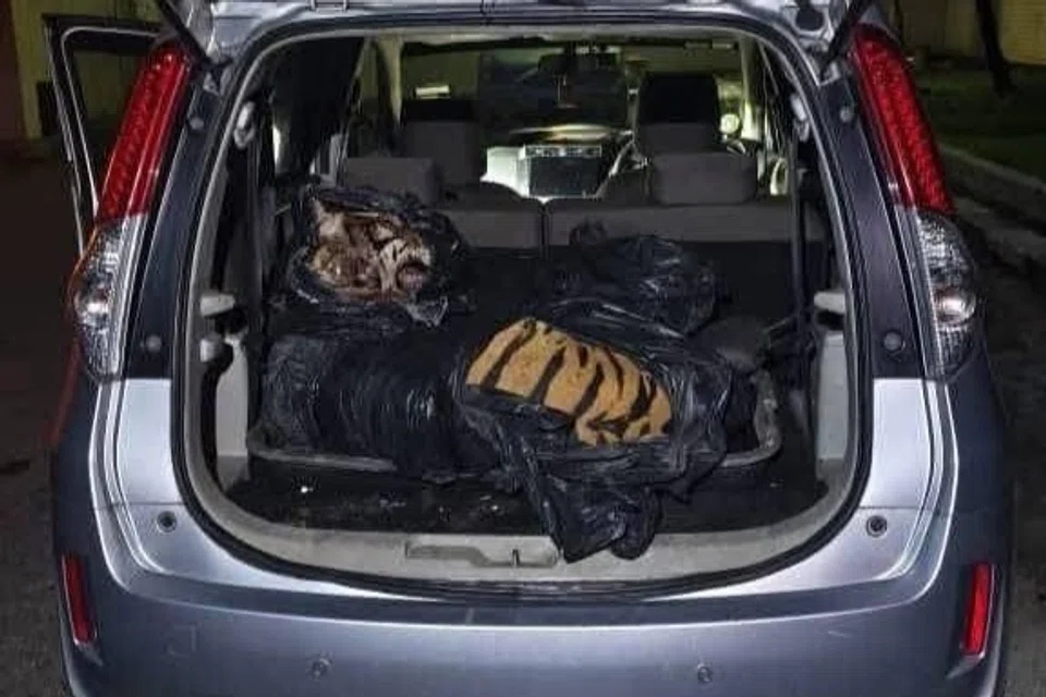 Harimau belang (Panthera Tigris Jacksoni) yang ditemui mati dalam sebuah kenderaan sangat bernilai di pasaran gelap.