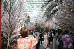 NIKMATI KEINDAHAN JEPUN DI SINI: Penularan koronavirus mungkin telah mengganggu rancangan orang ramai untuk ke Jepun bulan ini untuk melihat bunga sakura, namun pameran khas di Taman di Persisiran telah menawarkan pengalaman tersebut di sini. - Foto BH oleh ONG WEE JIN