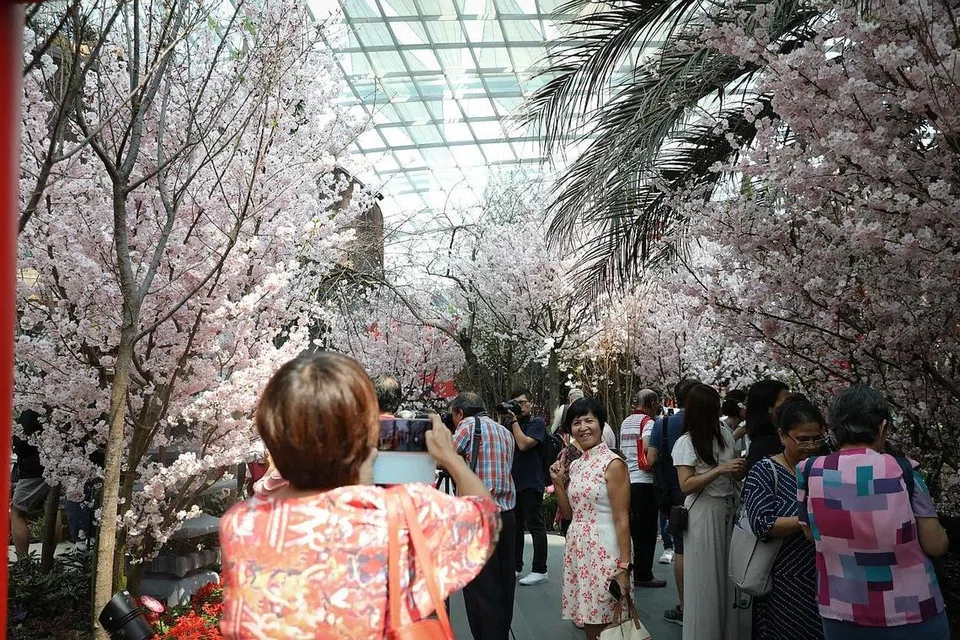NIKMATI KEINDAHAN JEPUN DI SINI: Penularan koronavirus mungkin telah mengganggu rancangan orang ramai untuk ke Jepun bulan ini untuk melihat bunga sakura, namun pameran khas di Taman di Persisiran telah menawarkan pengalaman tersebut di sini. - Foto BH oleh ONG WEE JIN