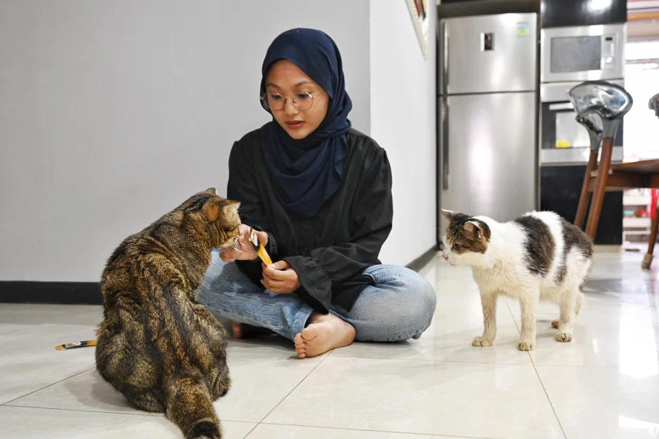 Cik Nur Sarah Roslan bersama kucingnya Muezza dan Manis. Cik Sarah menganggap Rangka Kerja Pengurusan Kucing baru itu sebagai sesuatu yang baik. Menurutnya, ia akan bantu memastikan kesejahteraan keseluruhan kucing peliharaan.