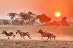 Kuda belang berlari berlatarbelakangkan matahari terbenam di Zambia, Afrika.