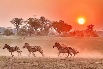 Kuda belang berlari berlatarbelakangkan matahari terbenam di Zambia, Afrika.