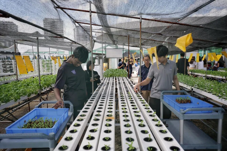 (Dari kiri) Seyed Hakkim Riman Ahmed dan Jason Yeo Tian Le, kededua 16 tahun, menanam benih sayuran di kebun atas bumbung di Pusat Autisme St. Andrew’s,  sebuah perkongsian masyarakat dengan BlueAcres, yang melatih golongan seperti mereka dalam kegiatan perkebunan mapan.