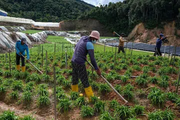 Pekerja kelihatan sedang bertugas di sebuah ladang sayur di Cameron Highlands di negeri Pahang, Malaysia. - Foto AFP