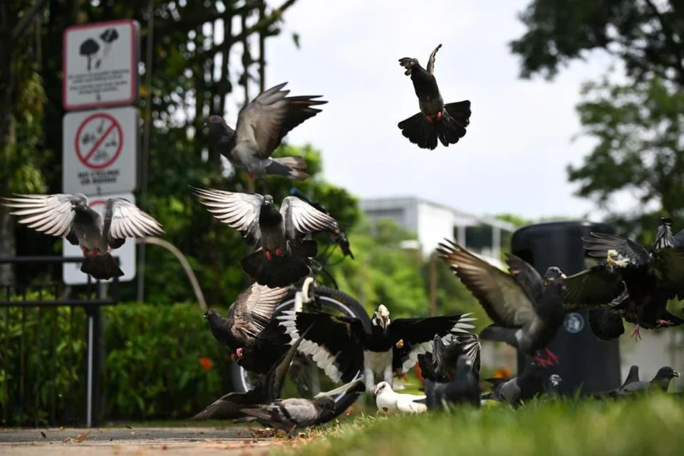 Burung merpati batu, yang bukan spesies asli Singapura, sering bersarang berhampiran kawasan kediaman kerana ketersediaan makanan manusia, menyebabkan masalah kebersihan dan risiko kesihatan.