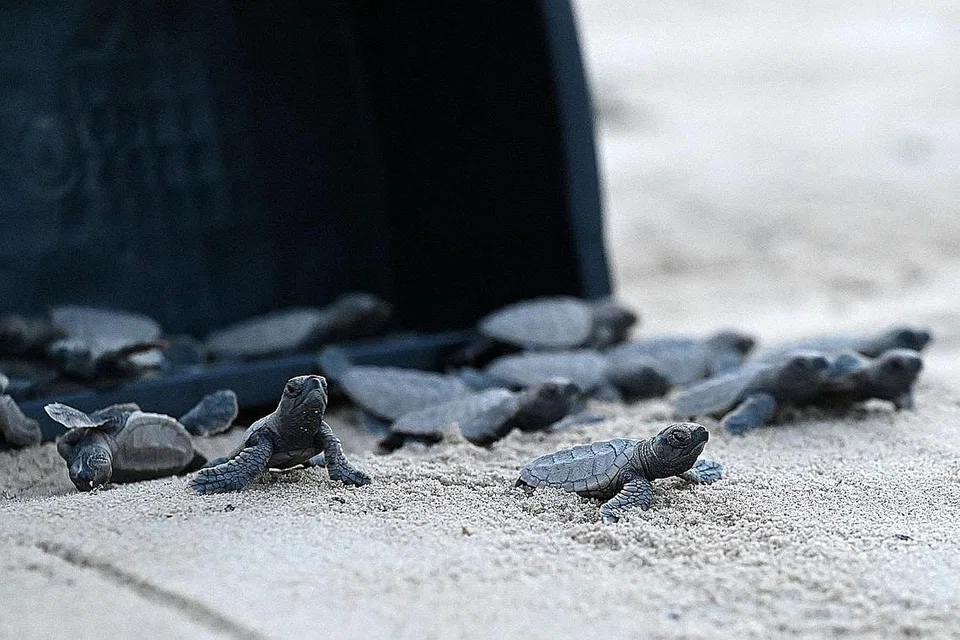 DISELAMATKAN: Anak penyu sisik menuju ke laut di pantai Siloso di pulau Sentosa pada 1 November 2021, apabila pasukan pengurusan alam sekitar Perbadanan Pembangunan Sentosa membebaskan 85 anak penyu spesies terancam kritikal itu dari sebuah sarang yang ditemui pada September. - Foto AFP