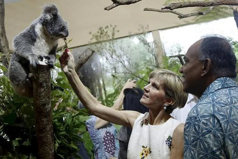 Sempena sambutan ulang tahun ke-50 hubungan diplomatik, Australia awal tahun ini meminjamkan empat beruang koala kepada Singapura