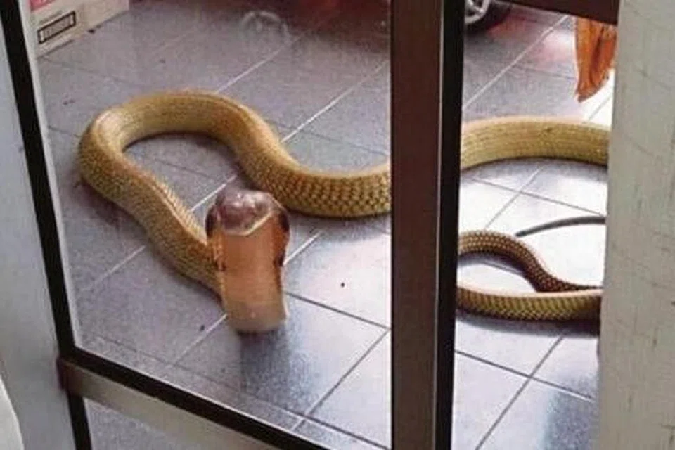 CEROBOH MASUK: Ular tedung selar ini ditangkap di pekarangan rumah di Jalan Tahang Rimau, Segamat. - Foto HARIAN METRO
