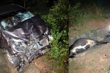 langgar, lembu, maut