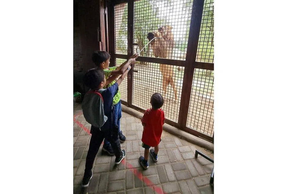 KETEMUI SANG SINGA: Kalau di Zoo Singapura, pelawat hanya dapat melihat singa dari jauh atau melihat cara penjaga haiwan memberi makanan kepada haiwan ini. Tetapi di Zoo Bali, pelawat boleh memberi makanan langsung kepada Raja Hutan ini seperti yang dilakukan oleh tiga anak lelaki penulis. - Foto BH oleh SHAHIDA SARHID