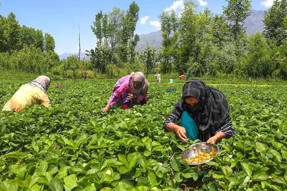 DERITA PETANI: Satu laporan yang kaitkan masalah kekurangan hujan dengan bilangan petani membunuh diri di wilayah India yang sering dilanda kemarau, para penyelidik berkata perubahan iklim mengakibatkan "pertanian berisiko tinggi, berpotensi bahayakan dan menyebabkan kerugian." - Foto EPA-EFE