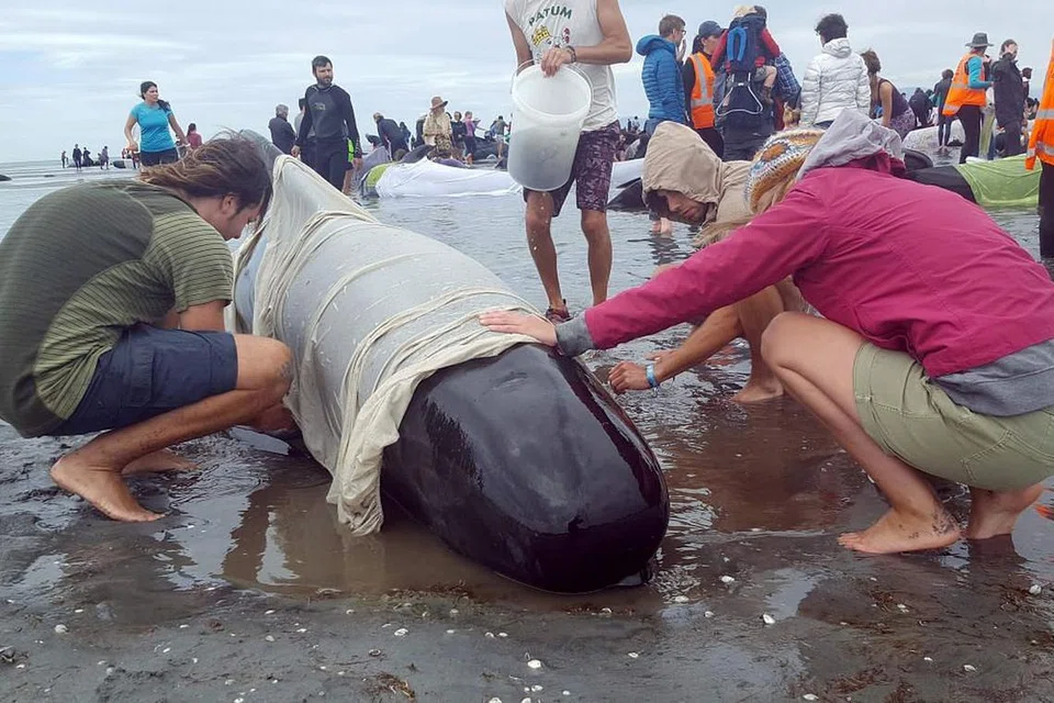Sukarelawan cuba menyelamatkan ikan paus yang masih hidup. 