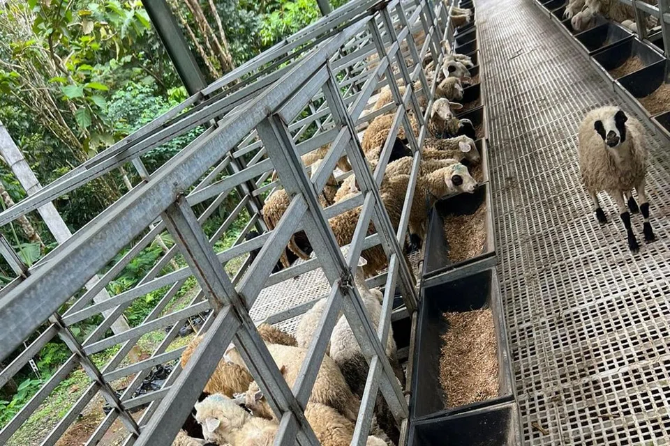 HAIWAN DIJAGA RAPI: Kambing-kambing yang tersedia untuk pelaksanaan korban 2022 di ladang Jalaluddin Services Pte Ltd. - Foto JALALUDDIN SERVICES PTE LTD