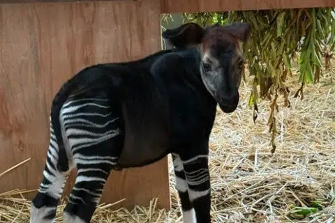 Anak okapi itu menghabiskan sebahagian besar masanya di ruang kelahiran.