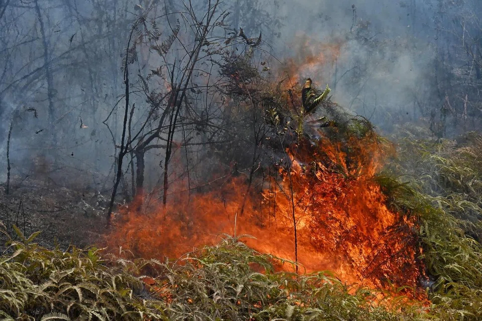 Api menjilat kawasan hutan di Desaru, Johor.