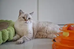 cerpen, kucing