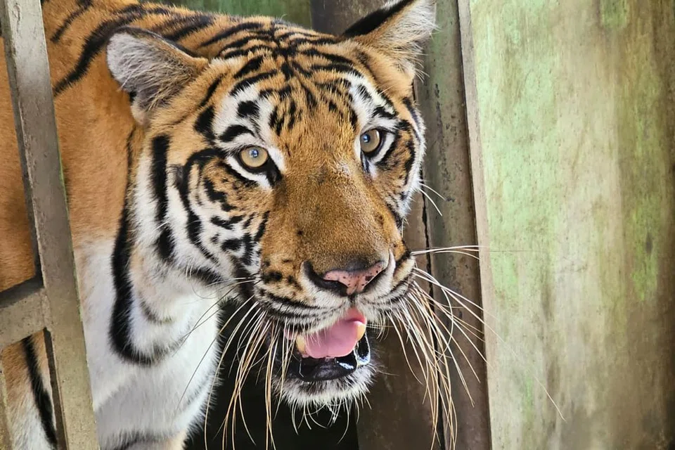 PERLU PERHATIAN: Di antara 10 ekor harimau yang masih dipelihara di Zoo Medan dan terdapat kebimbangan haiwan ini tidak dijaga dengan sempurna.