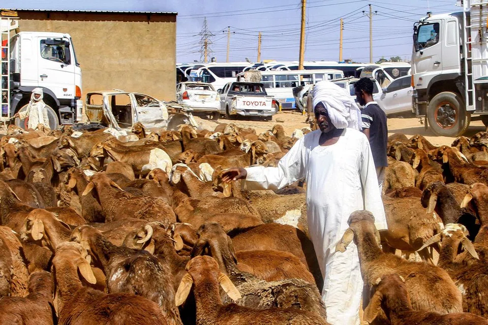 Seorang lelaki meneliti kambing di sebuah pasar ternakan di Omdurman, Sudan, pada 1 Jun 2025 sedang masyarakat di sana bersiap sedia untuk Hari Raya Aidiladha yang bakal menjelang. Di Singapura, pasaran penyedia haiwan korban kian rancak, dengan semakin ramai peniaga memasuki industri itu untuk menawarkan pilihan haiwan korban di pelbagai negara, seperti Indonesia, Sudan dan Uganda, pada harga berbeza-beza yang mengikut kemampuan sohibul.