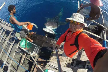 DAYA TARIKAN PELANCONG: Ikan yu paus senantiasa mengelilingi bagan, atau platform terapung, menanti nelayan di Teluk Cenderawasih memberinya makan. Ia berukuran besar namun berenang dengan agak lembap malah terkenal sangat jinak. Ikan ini juga dikenali dengan nama 'Gurano Bintang. - Foto-foto ihsan MOHAMMAD RAFIE SABARSHAH