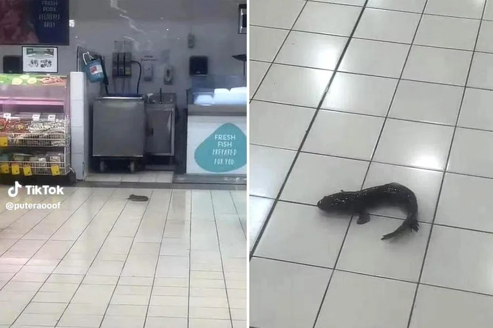 MERAYAP: Seekor ikan haruan dilihat merayap di atas lantai Giant Tampines Hypermarket oleh seorang pengguna TikTok baru-baru ini.