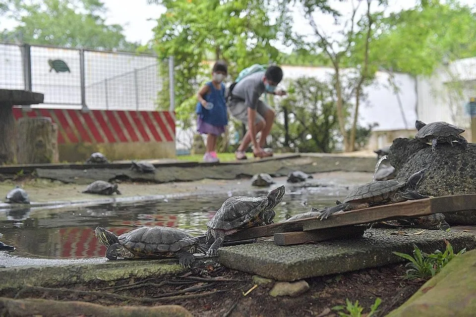 PENYEWA TERJEJAS: Muzium Penyu dan Kura-kura Hidup terpaksa dipindahkan dari tapaknya di kawasan Orto selepas berpindah dari Jurong pada Januari 2019. - Foto-foto BM oleh ALPHONSUS CHERN 