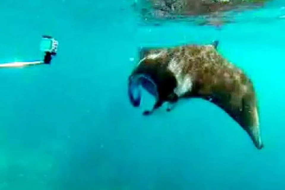 PENGALAMAN SEKALI DALAM SEUMUR HIDUP: Berenang dan bermain bersama ikan pari manta yang ditemui di perairan di Maldives. - Foto-foto REHANA M.SALLEH