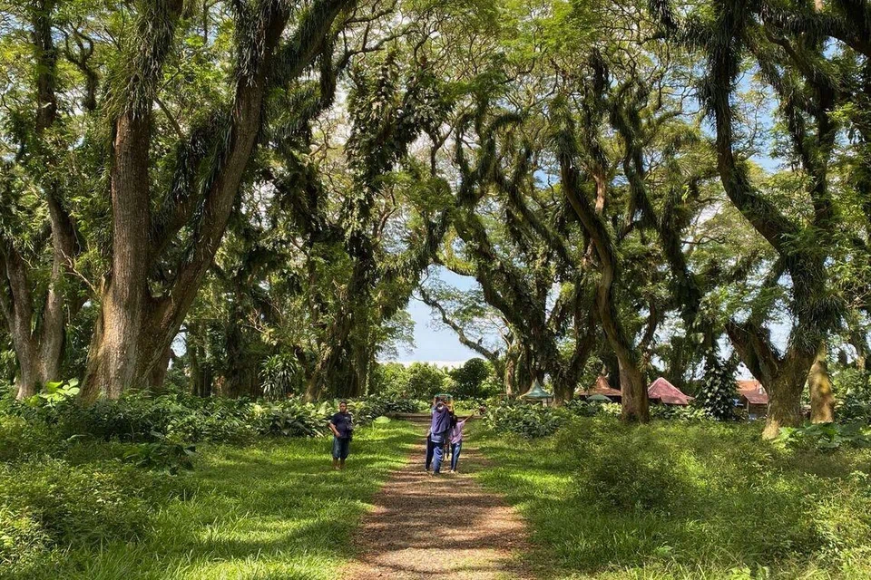 Pengunjung berjalan di tengah hutan yang menempatkan pokok hujan-hujan, De Djawatan di Kampung Benculuk, Banyuwangi, Jawa Timur, Indonesia. Ia terkenal dengan suasana ‘magik’ menyerupai hutan dalam trilogi filem, ‘The Lord of the Rings’. Hutan berusia lebih 100 tahun itu kini menjadi destinasi ekopelancongan popular selepas tular di media sosial.