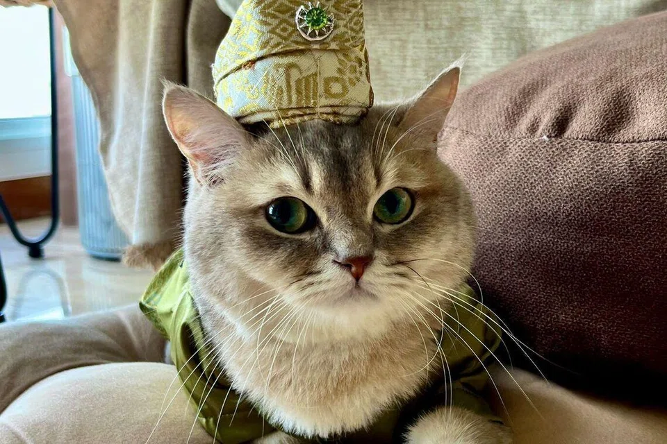 Teddy nampak selesa dan segak berfoto di atas bantal, sambil mengenakan tanjak keemasan. 