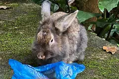Sekurang-kurangnya enam ekor arnab terbiar telah diselamatkan dari kawasan Taman Semula Jadi Zhenghua sejak Disember. 