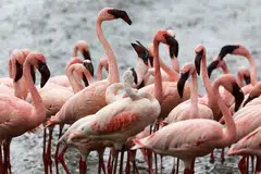 KEHIDUPAN LIAR: Sekumpulan burung flamingo kelihatan berkumpul di Danau Bogoria, di Baringo County Kenya. - Foto REUTERS