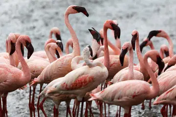 KEHIDUPAN LIAR: Sekumpulan burung flamingo kelihatan berkumpul di Danau Bogoria, di Baringo County Kenya. - Foto REUTERS