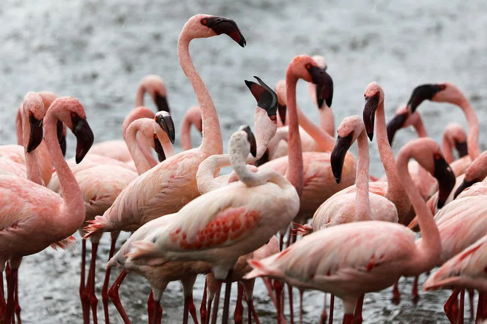 KEHIDUPAN LIAR: Sekumpulan burung flamingo kelihatan berkumpul di Danau Bogoria, di Baringo County Kenya. - Foto REUTERS