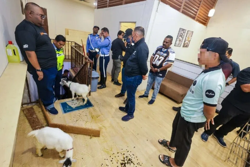 Najis haiwan berserakan di sebuah restoran berkonsepkan ‘mini zoo’ di Melaka yang diarah tutup tujuh hari selepas diserbu oleh Majlis Bandaraya Melaka Bersejarah pada 22 September kerana melanggar undang-undang dan mengabaikan kebersihan.