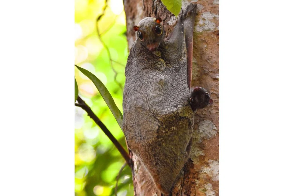 Kandau (flying lemur) Sunda, Colugo Malaya. Foto-foto: WWF-SINGAPURA, MANDAI WILDLIFE GROUP, NPARKS