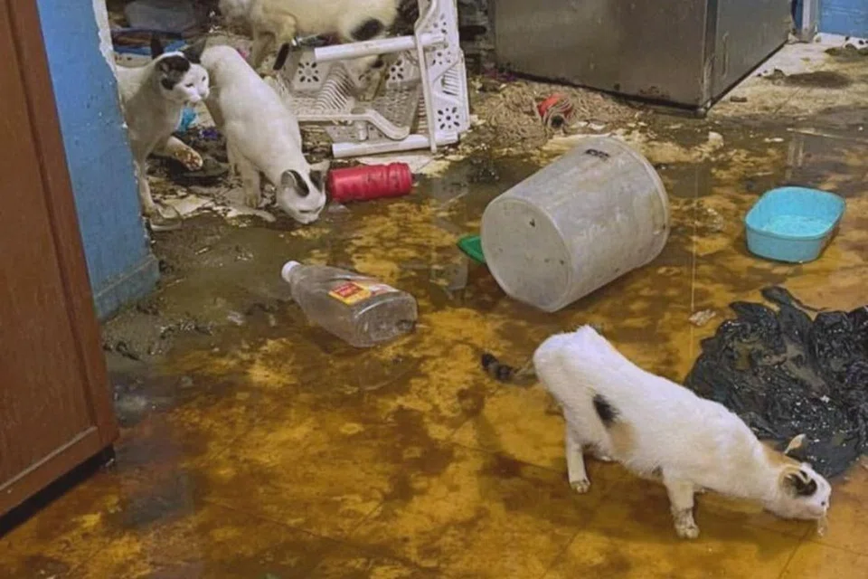 KUCING TERABAI: Kucing-kucing dilihat berkeliaran dalam flat yang lantainya diselaputi najis manusia.