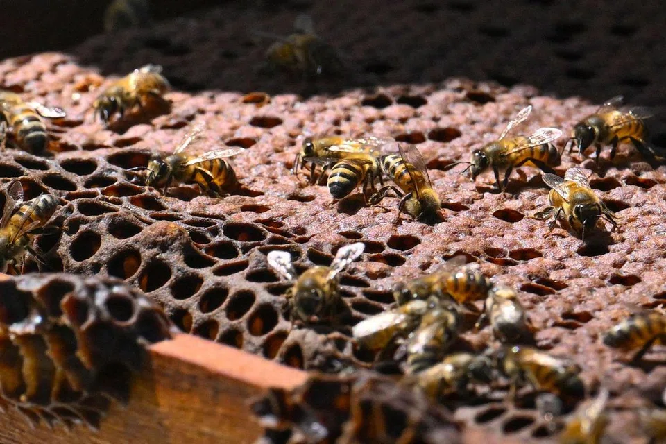 MAINKAN PERANAN PENTING: Lebah memainkan peranan penting dalam ekosistem makanan kerana serangga ini mendebungakan tumbuh-tumbuhan berbunga untuk pembiakan flora asli dan tanaman pertanian.
