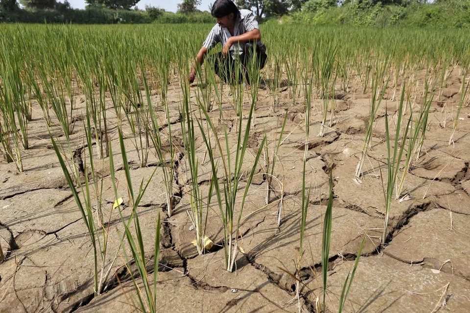 KEMARAU BURUK: Tanda-tanda awal kemarau buruk akibat El Nino sudah mula dirasakan oleh para petani di India dan serata kawasan di Asia.
