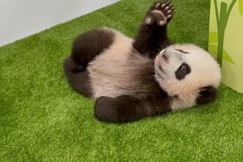 Le Le adalah anak panda gergasi pertama bagi Kai Kai dan Jia Jia. Namanya diumumkan oleh Singapura dan China pada 29 Disember 2021.