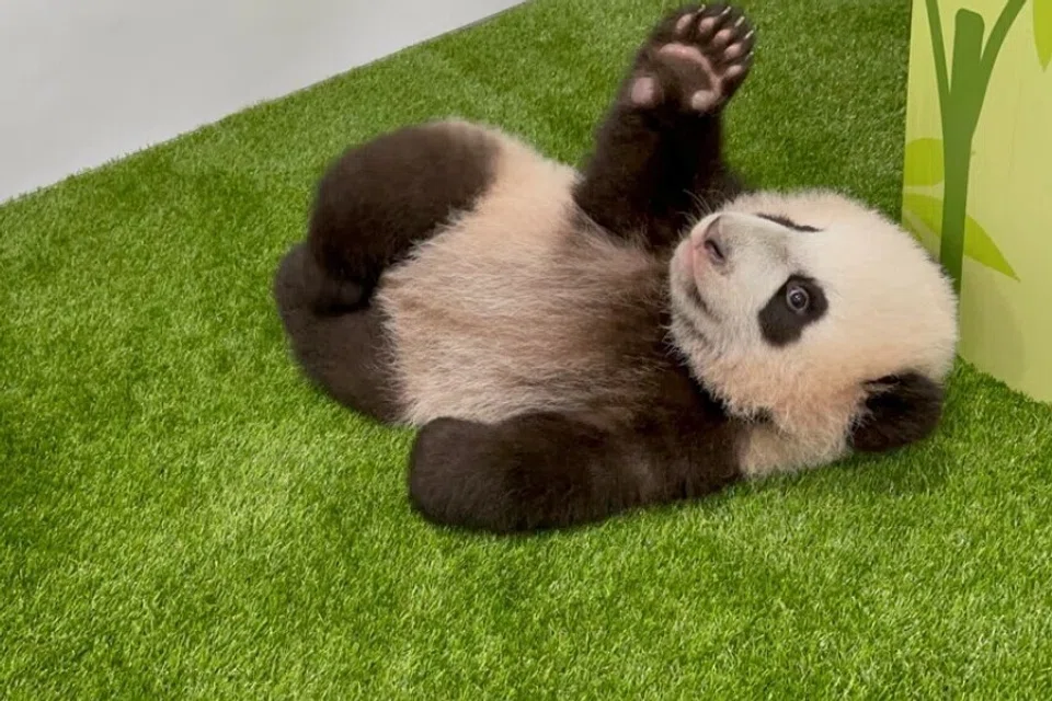 Le Le adalah anak panda gergasi pertama bagi Kai Kai dan Jia Jia. Namanya diumumkan oleh Singapura dan China pada 29 Disember 2021.