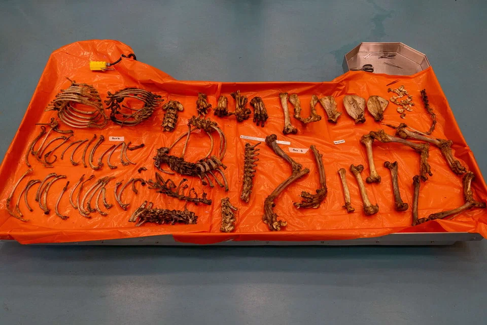 Proses pengenalpastian spesies bagi kira-kira 150 kilogram bahagian haiwan yang tidak diketahui masih dijalankan.