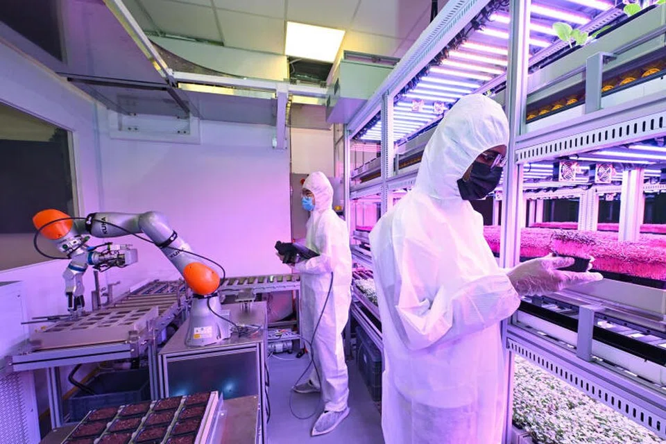 Pelajar melakukan pemeriksaan penyelenggaraan dan memerhati keadaan pertumbuhan untuk memastikan sistem automatik berfungsi dengan baik dalam pertumbuhan tanam-tanaman sebagai sebahagian usaha penyelidikan agri-makanan.