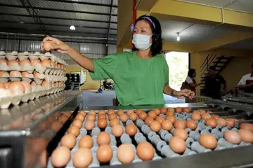 Telur di Malaysia mungkin berharga lebih tinggi