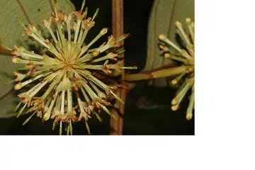 Uncaria attenuata kali terakhir dilihat pada abad ke-19 dan kini dianggap telah pupus.