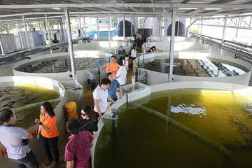 PENGHASIL MAMPAN IKAN SIAKAP SEGAR: Kawasan semaian Barramundi Asia, kini dengan ruang tambahan seluas 1,200 meter persegi berserta lapan tangki gergasi berukuran 50 meter padu setiap satu, dijangka menghasilkan lebih 6,000 ton ikan siakap setiap tahun. Jumlah tersebut lebih banyak berbanding jumlah ikan yang dihasilkan kesemua 120 penternakan ikan di Singapura secara keseluruhan tahun lalu. - Foto BH oleh ONG WEE JIN