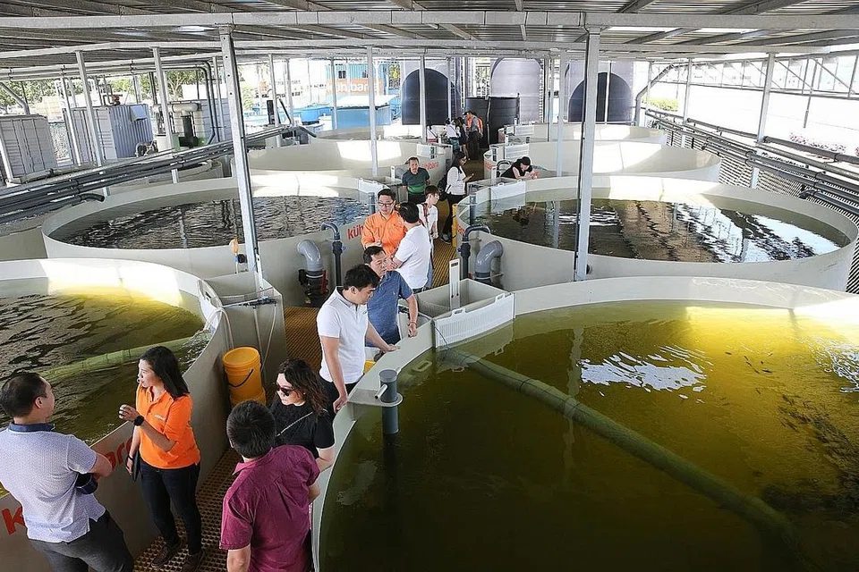 PENGHASIL MAMPAN IKAN SIAKAP SEGAR: Kawasan semaian Barramundi Asia, kini dengan ruang tambahan seluas 1,200 meter persegi berserta lapan tangki gergasi berukuran 50 meter padu setiap satu, dijangka menghasilkan lebih 6,000 ton ikan siakap setiap tahun. Jumlah tersebut lebih banyak berbanding jumlah ikan yang dihasilkan kesemua 120 penternakan ikan di Singapura secara keseluruhan tahun lalu. - Foto BH oleh ONG WEE JIN