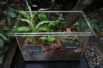 KINI MEMBESAR: Spesis Diena ophrydis dan Zeuxine clandestina ini diselamatkan staf NParks sebelum dipijak para pengembara dan kini telah membesar dengan ketinggian lebih baik daripada yang dilihat dalam hutan. - Foto BH oleh ONG WEE JIN