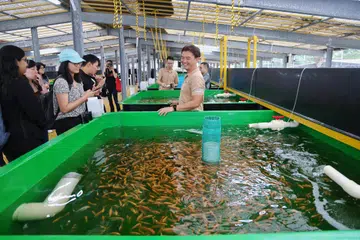 Akuakultur, ternakan ikan, tilapia